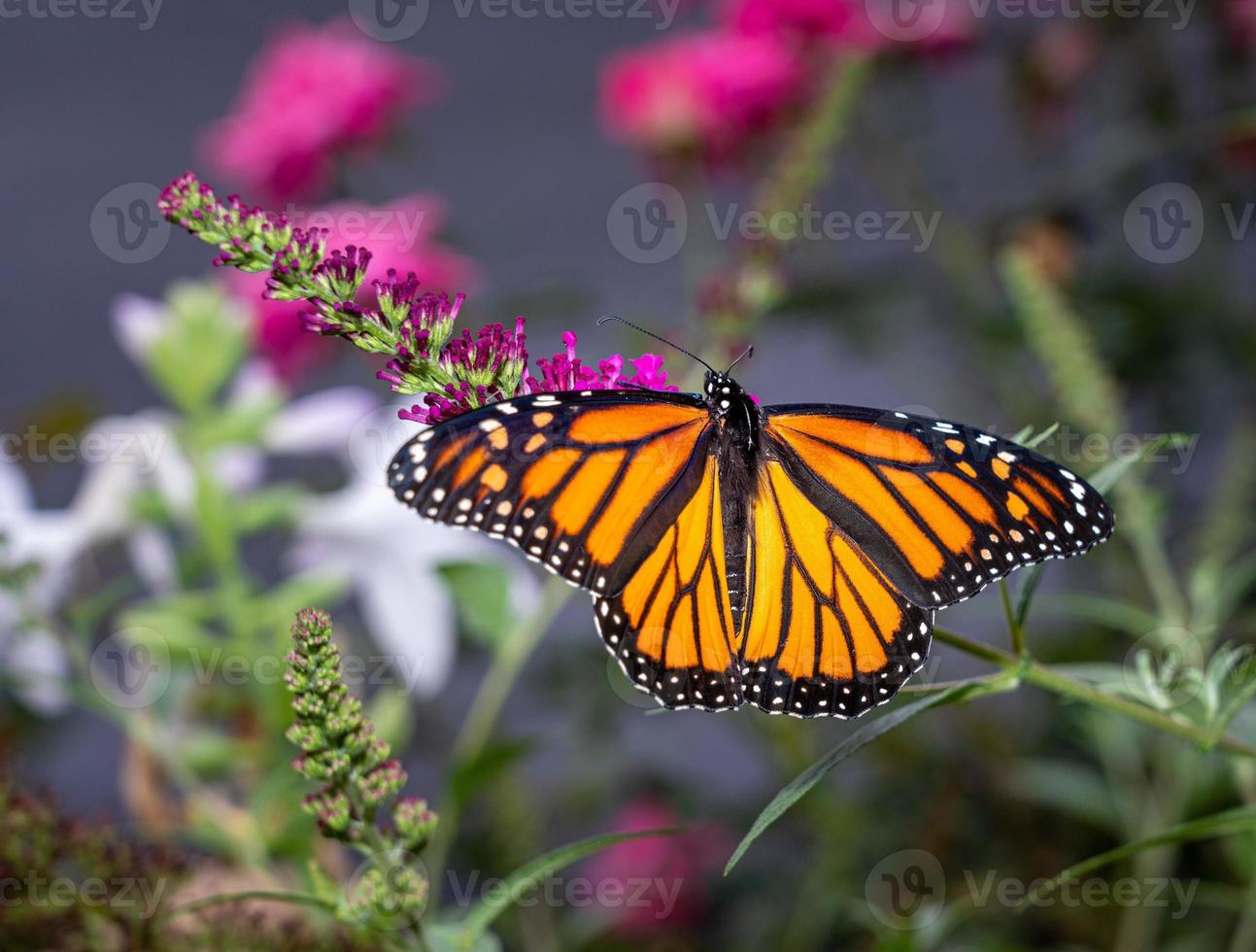 Beautiful Monarch butterfly feeding in garden photo