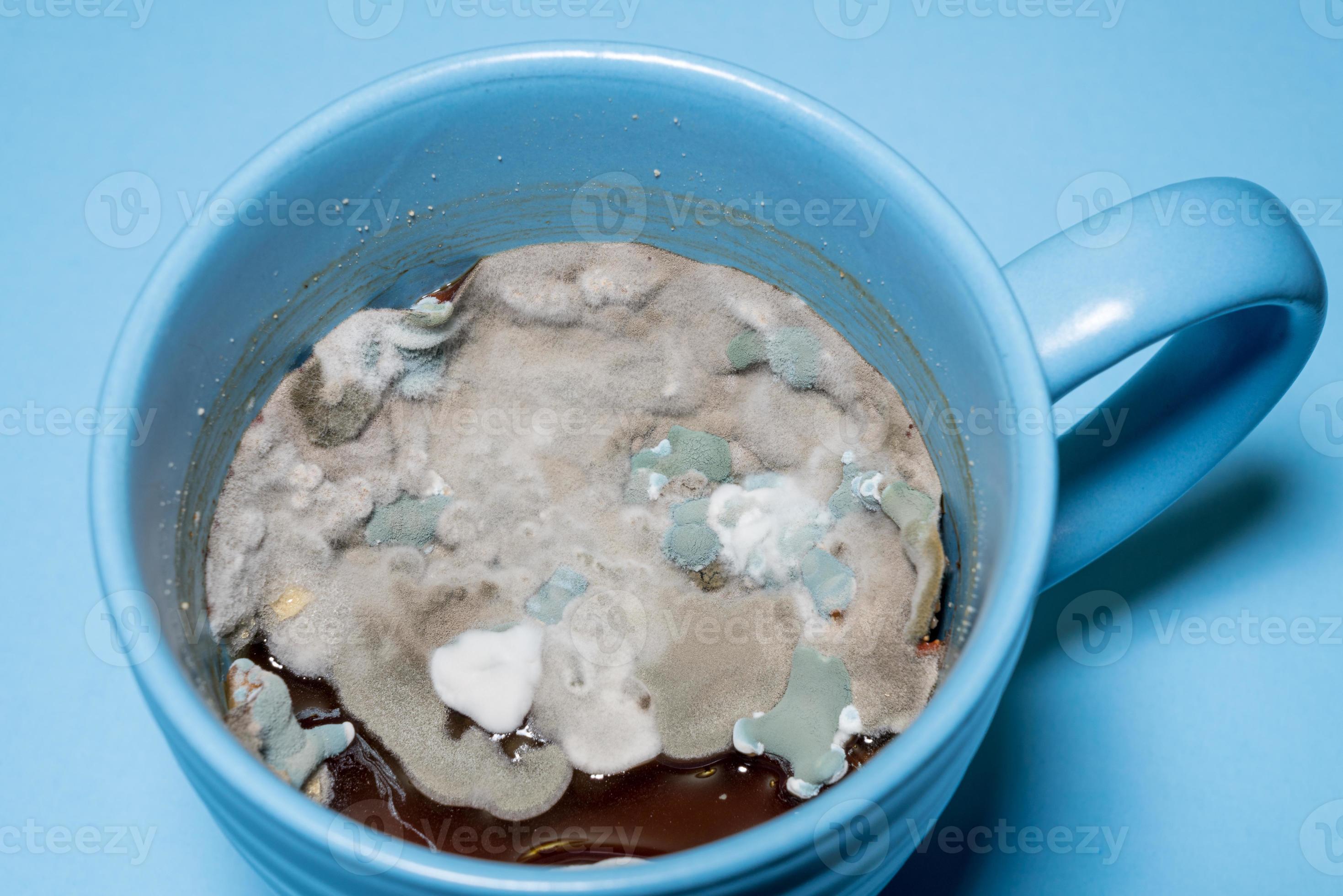 Gravy growing many types of mould and fungus inside blue coffee mug