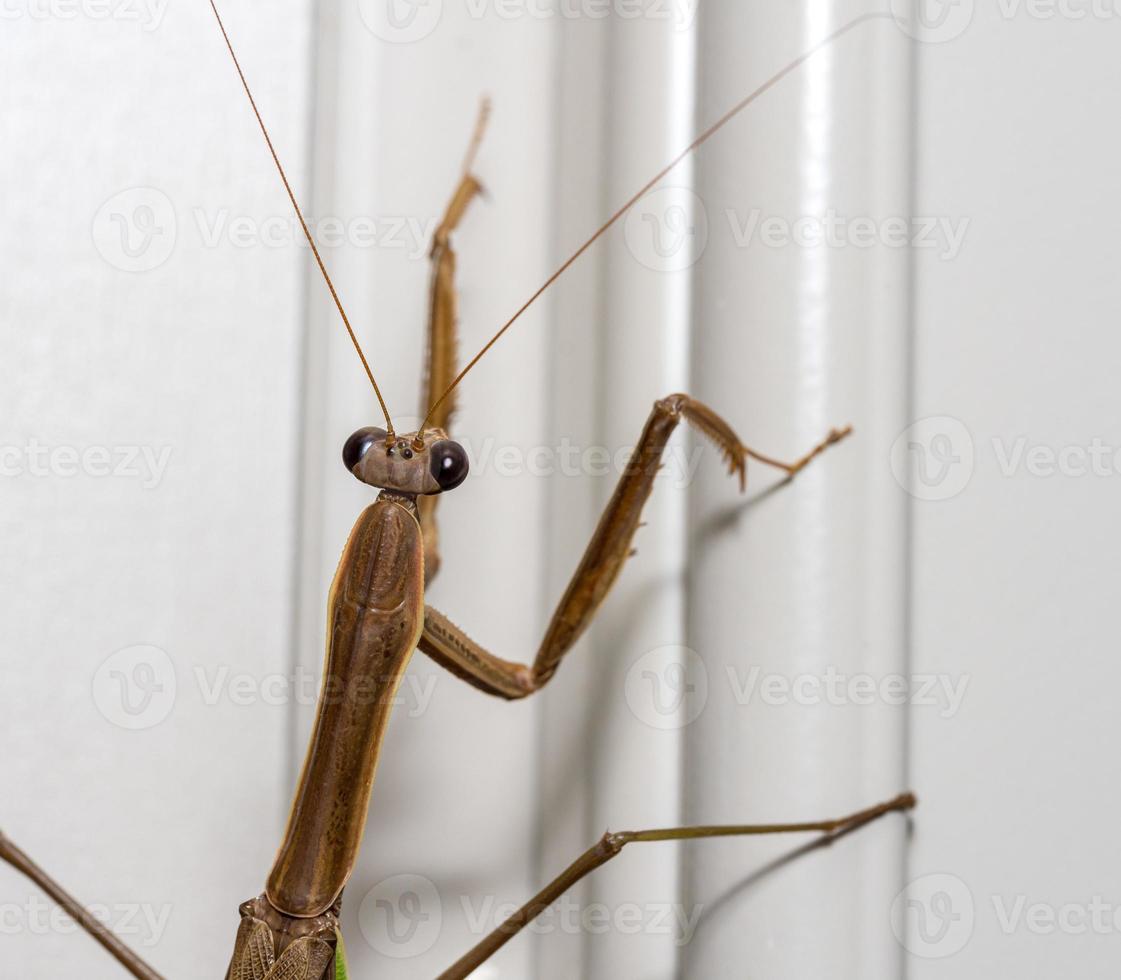 Brown praying mantis on the doorframe of a home photo