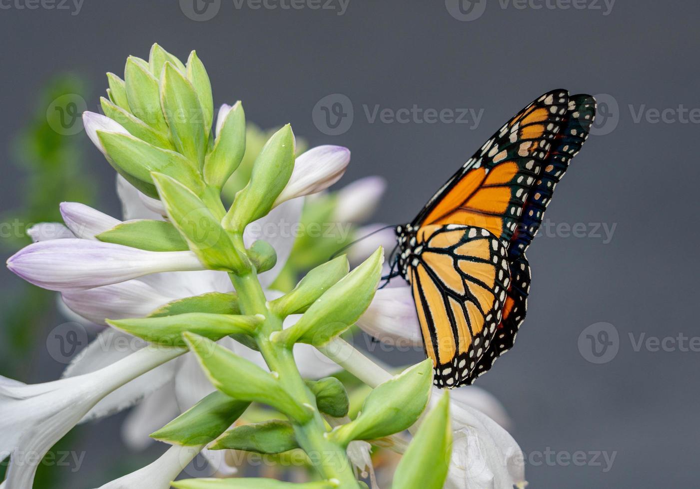 Beautiful Monarch butterfly feeding in garden photo