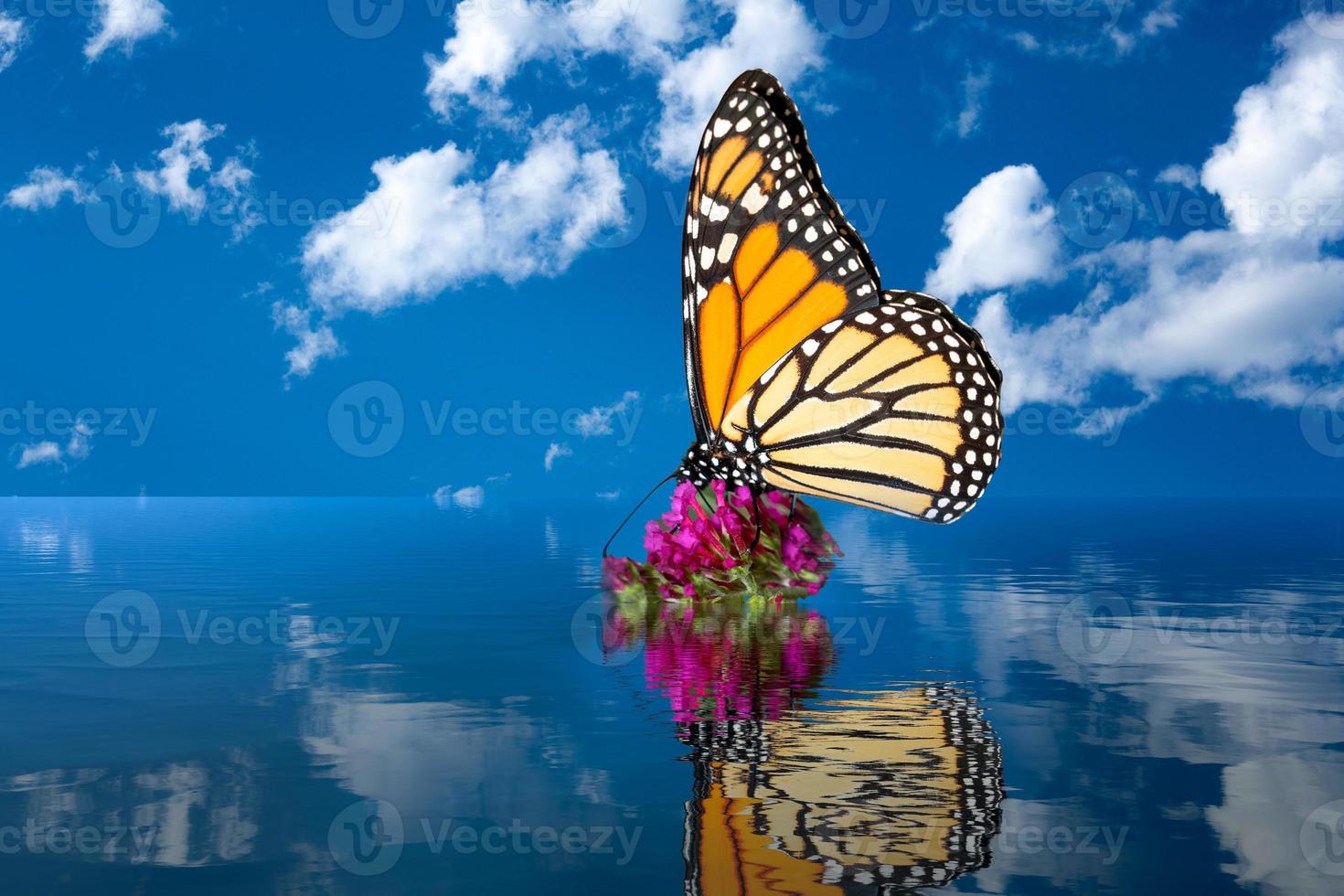 Concept of global warming with Monarch butterfly on flooded plant photo