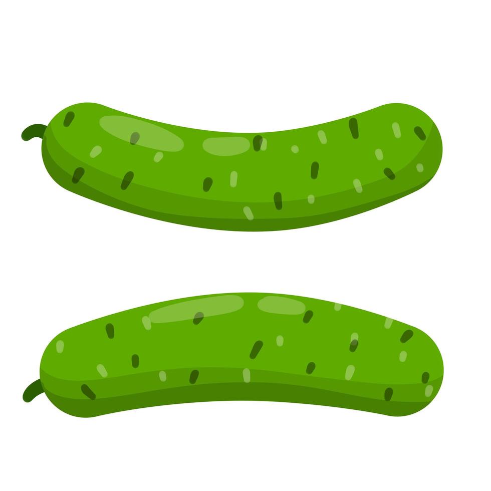 Cucumber. Vector Green fresh vegetable