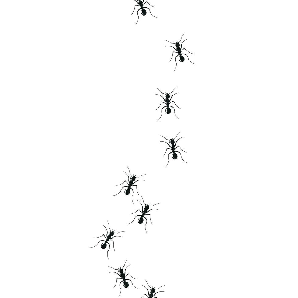 Ant trail colony on white background vector