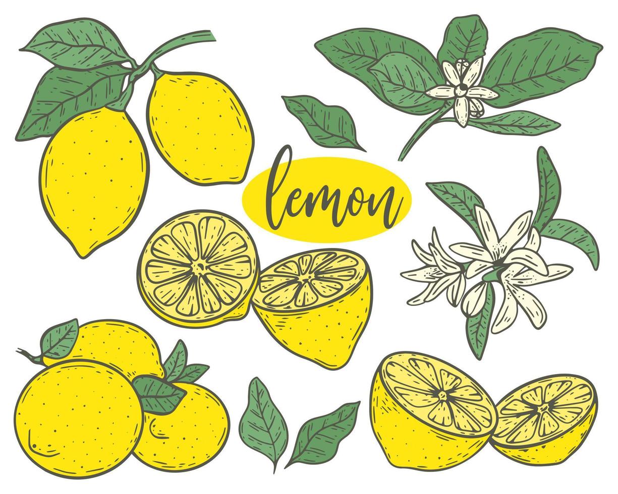 conjunto, limones, bosquejo, vector, ilustración vector