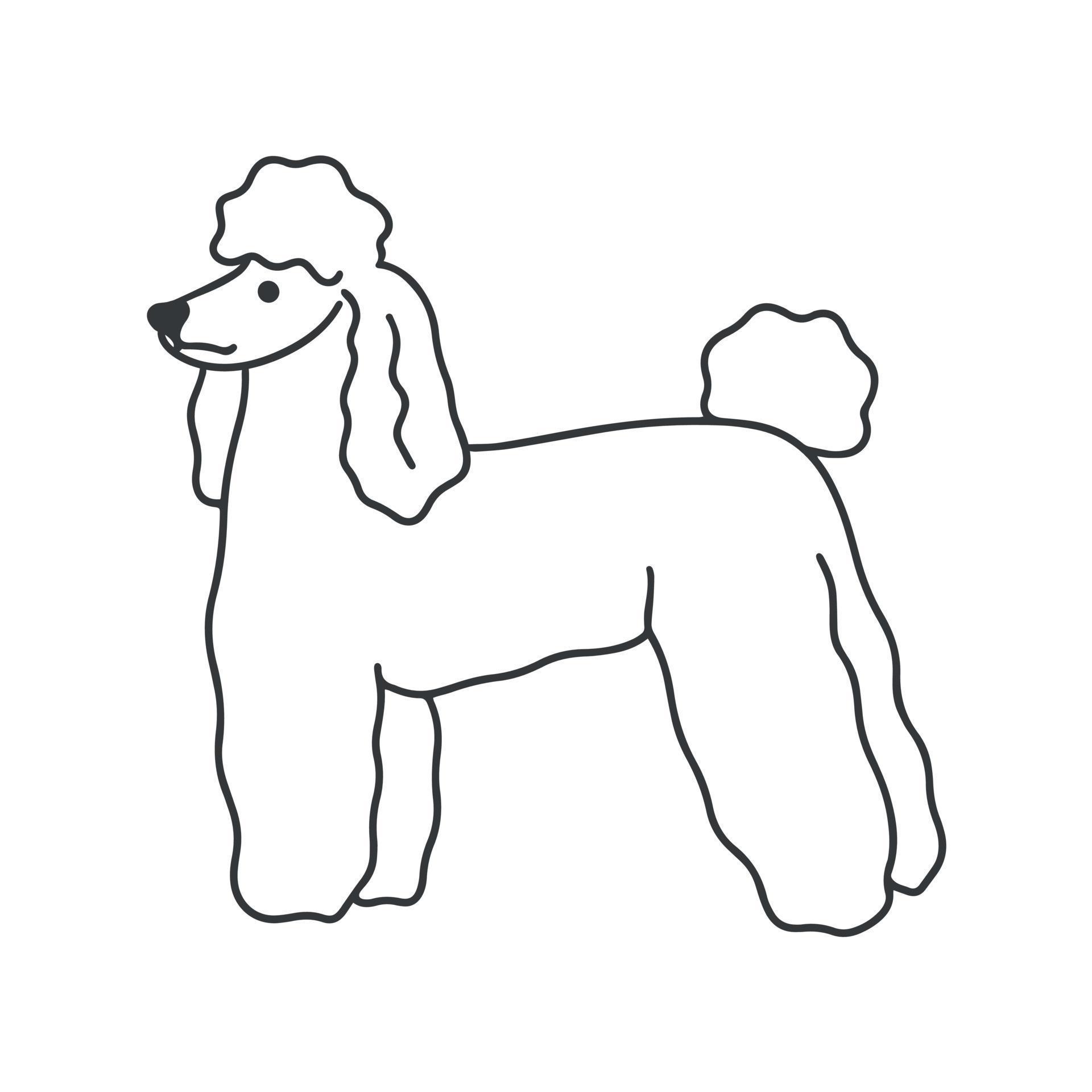 Poodle dog stands doodle style vector illustration 7226384 Vector Art ...