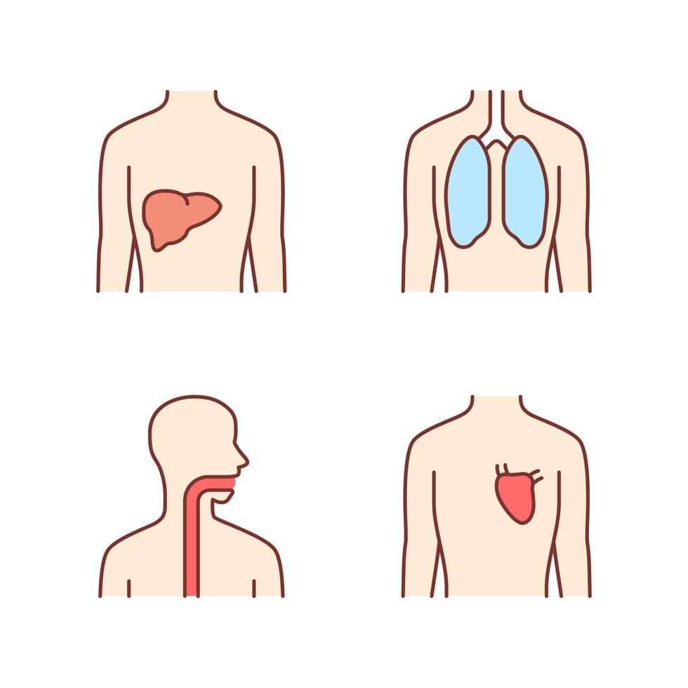 Healthy human organs color icons set. Liver and lungs in good health. Functioning heart. Wholesome throat. Internal body parts in good shape. Isolated vector illustrations