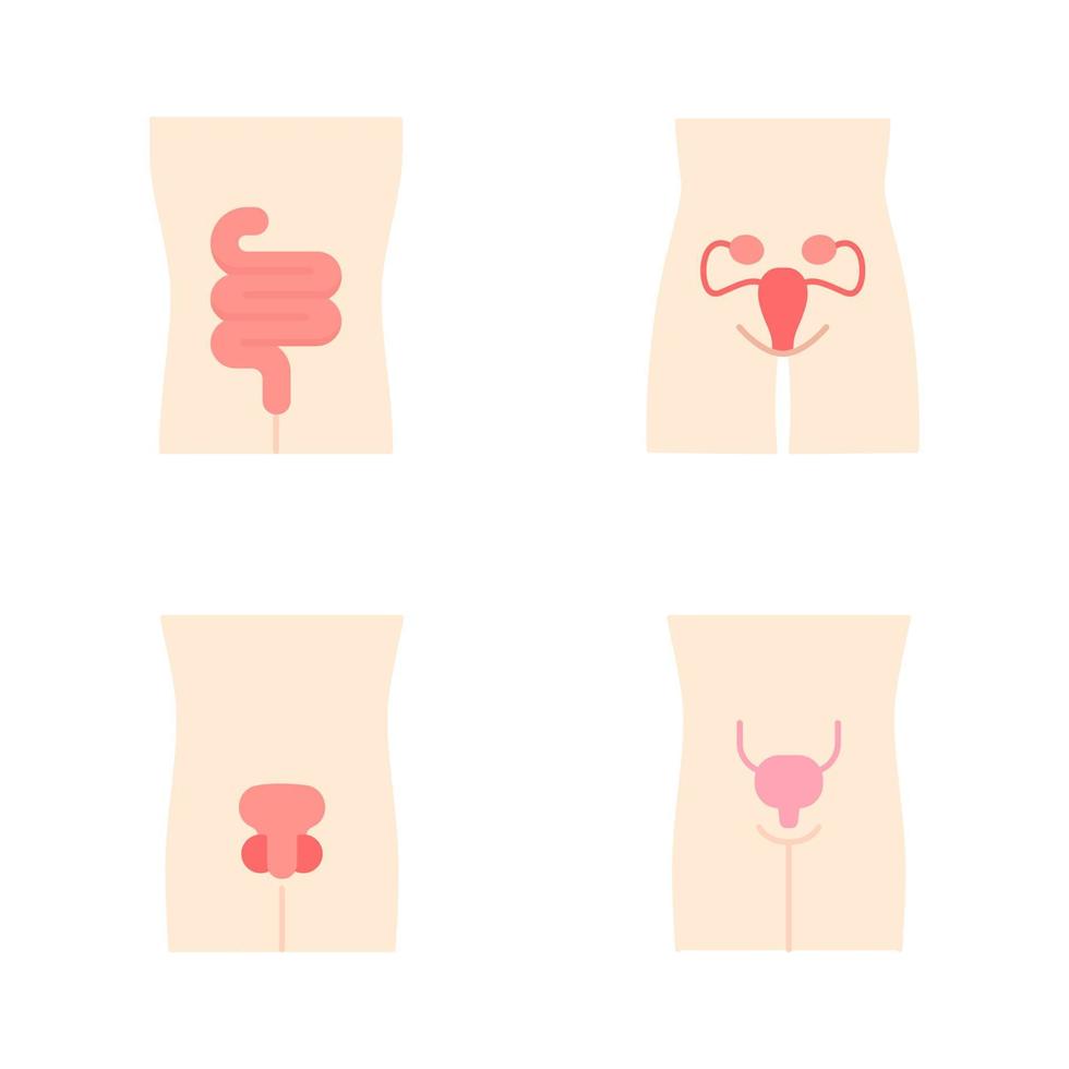 Conjunto de iconos de color de sombra larga de diseño plano de órganos humanos sanos. intestinos y vejiga urinaria en buen estado de salud. funcionamiento de los sistemas reproductivos de hombres y mujeres. Fertilidad. Ilustraciones de silueta vector