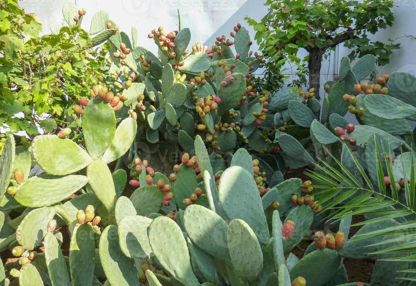 cactus angiospermas eudicots caryophyllales cactaceae planta foto