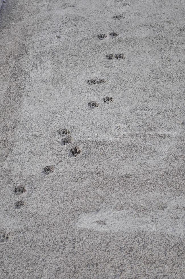 Cat foot prints on new reinforced concrete photo