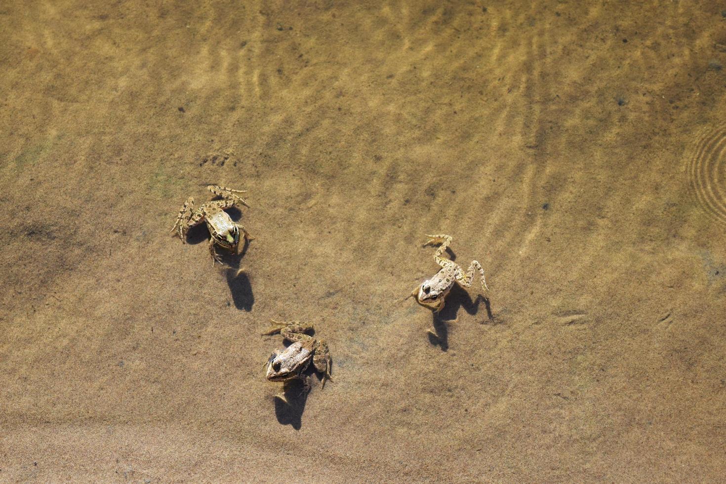 three brown frogs sitting in the water photo