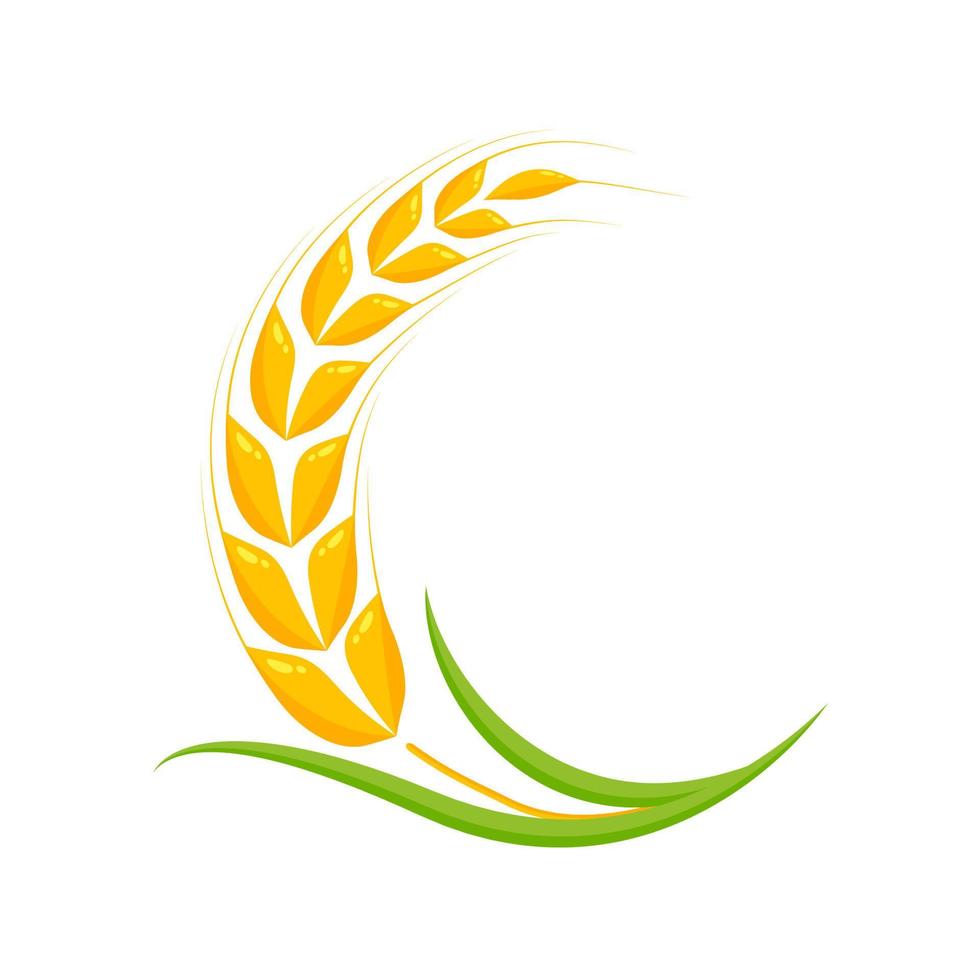 Ears of wheat. Whole grains for making bread. vector