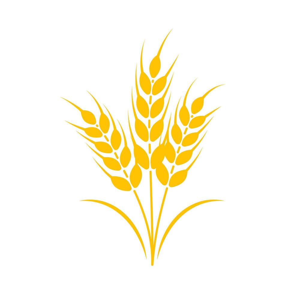 Ears of wheat. Whole grains for making bread. vector