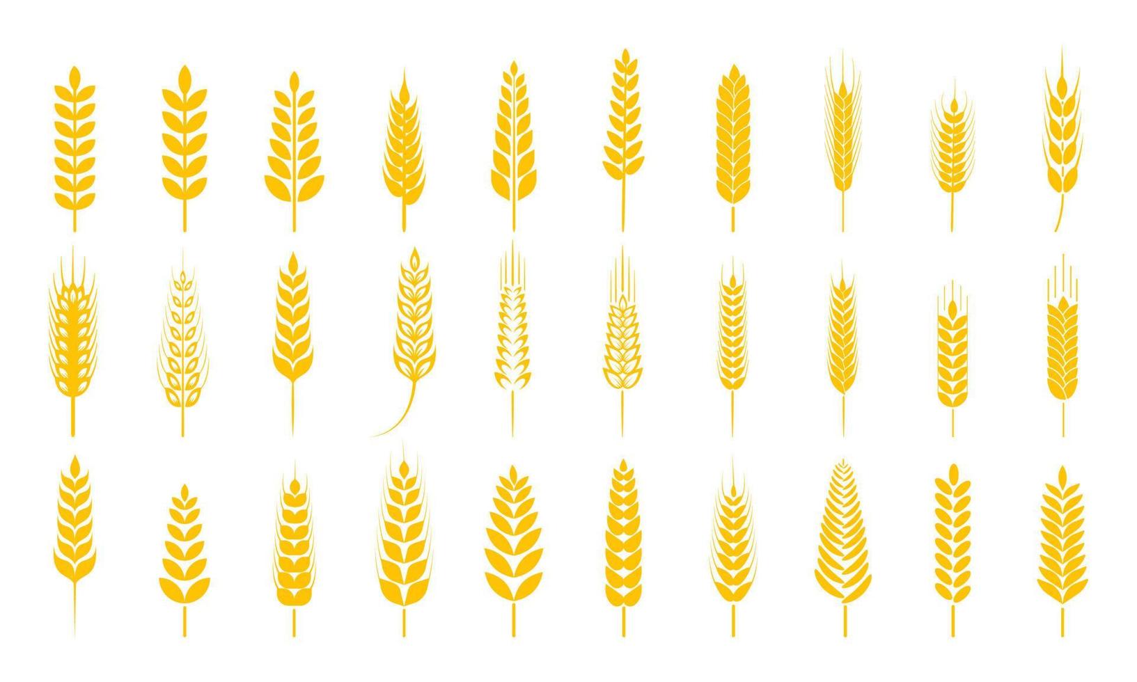 espigas de trigo dorado granos integrales para el desayuno vector