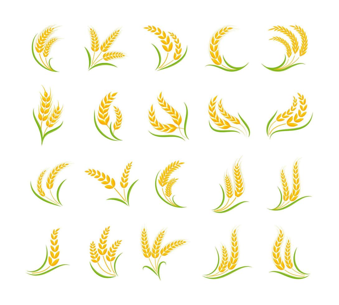 espigas de trigo dorado granos integrales para el desayuno vector