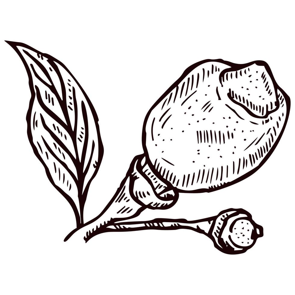 Engraving lemon on branch with leaves. Hand drawn whole lemon or lime growing on twig. vector