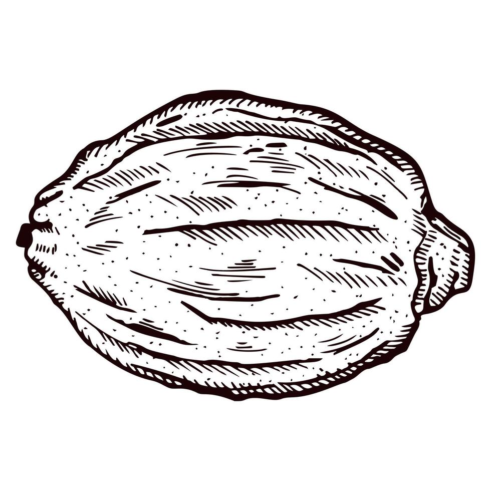 Engraving lemon isolated on white background. Hand drawn whole lemon or lime. vector