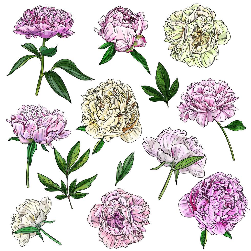 Peonies and leaves, botanical set of flowers and buds vector