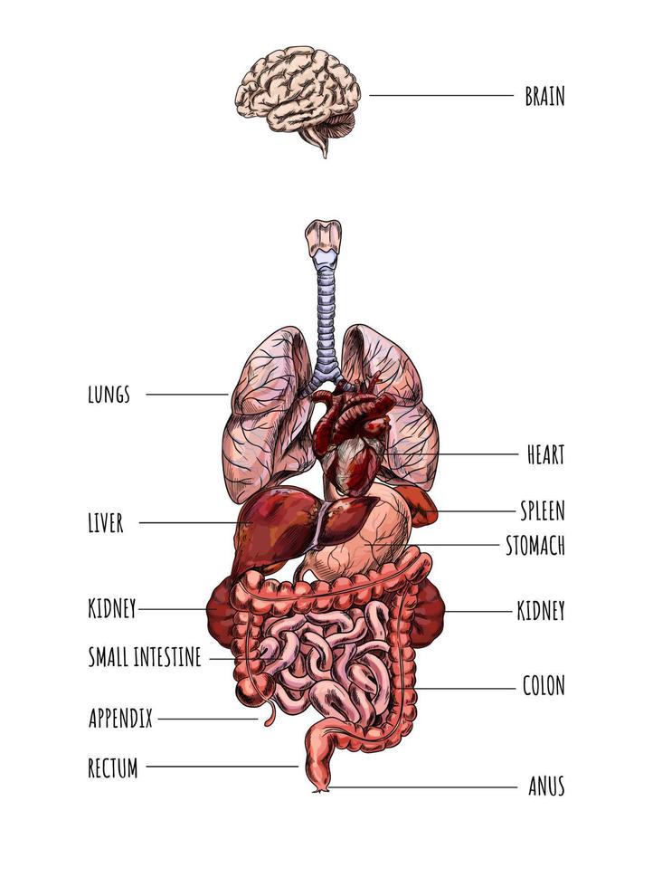 Human organs, brain lungs liver stomach kidney colon, hand drawn vector illustration.