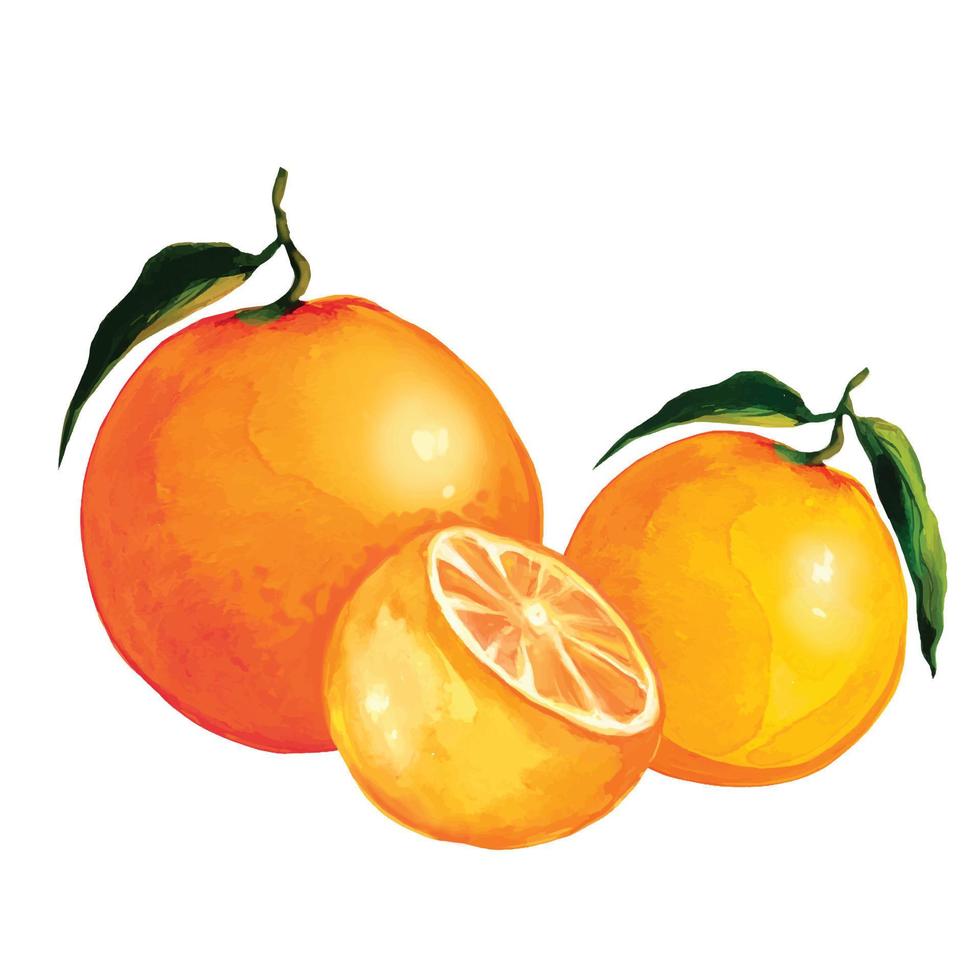 fruta naranja fruta con hojas mitad naranja cítrica ilustración vectorial vector