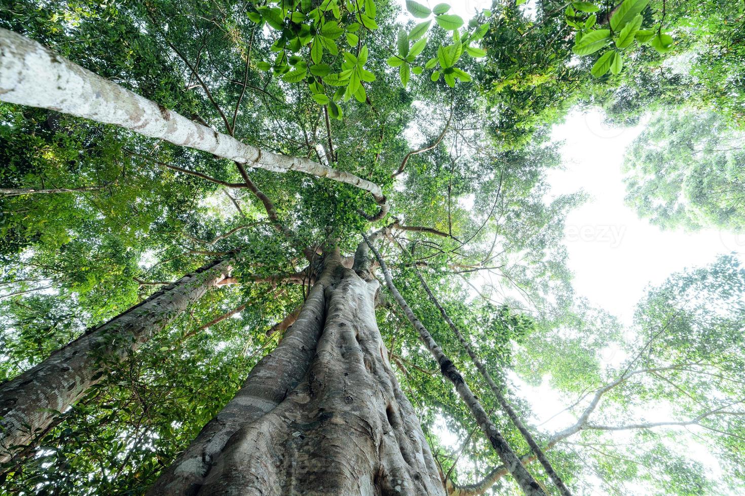 green trees in the summer forest photo