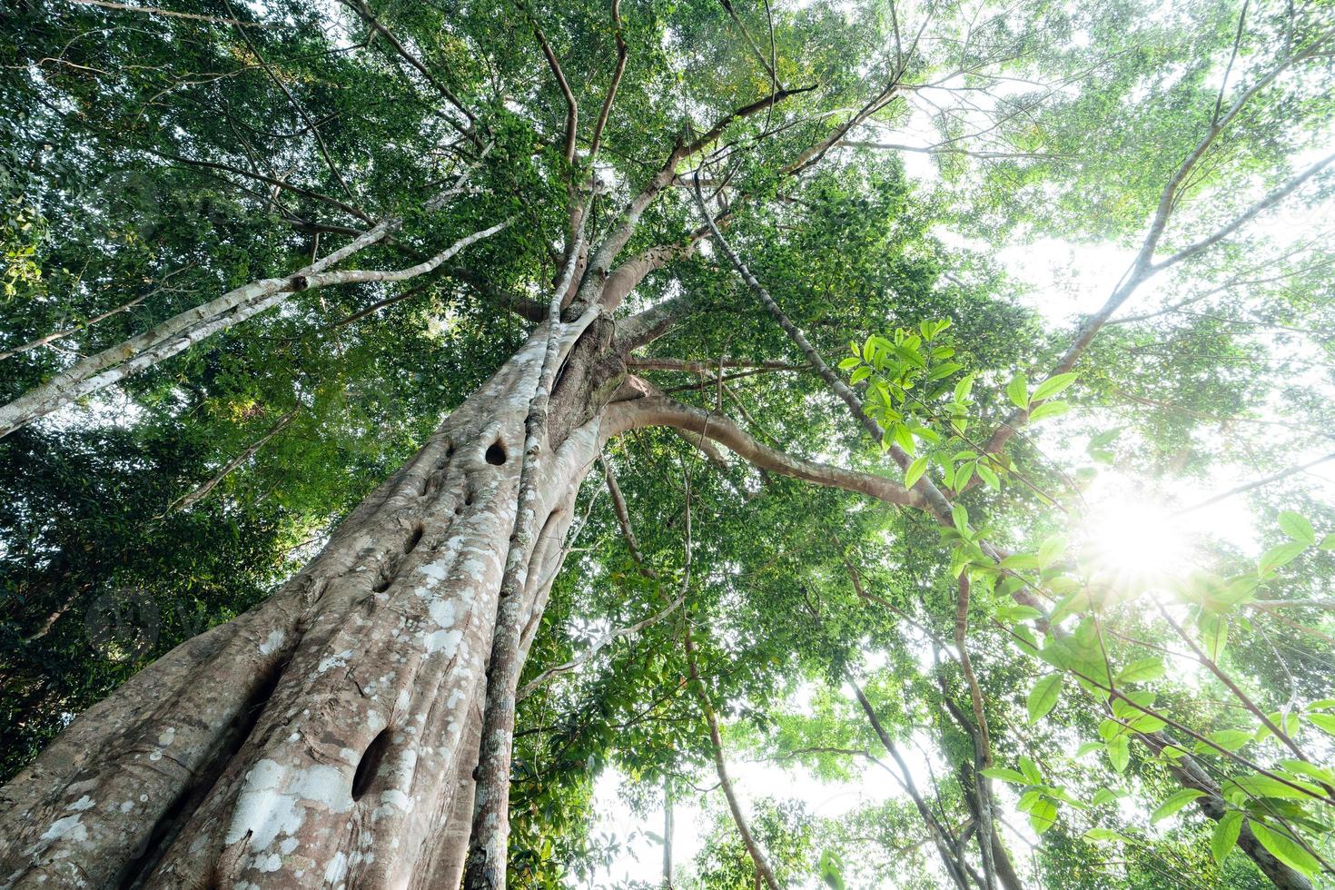 green trees in the summer forest photo