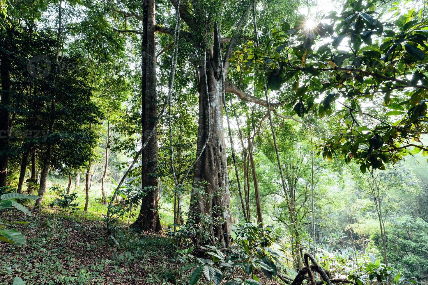 green trees in the summer forest photo