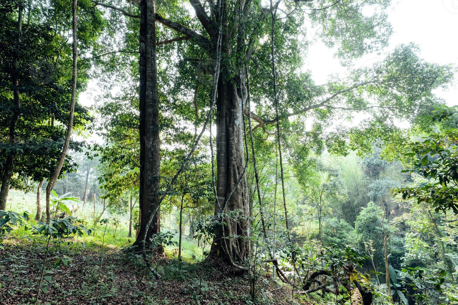 green trees in the summer forest photo