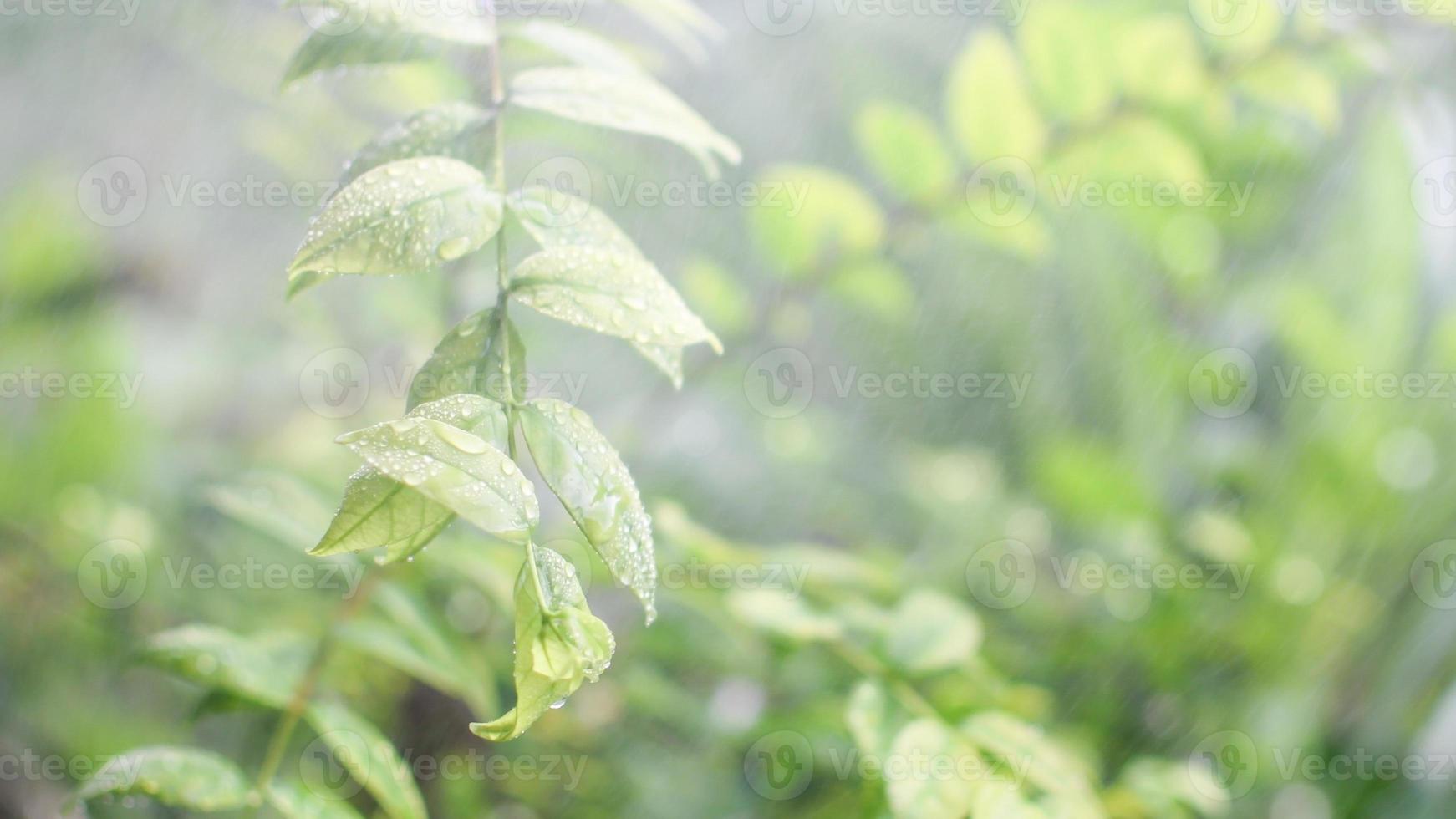 el concepto de diseño difuminado y temporada de efectos de desenfoque. el rayo de sol está al aire libre en un parque y lluvioso. copie el espacio a la derecha para el diseño o el texto. color verde bokeh abstracto para el fondo de la naturaleza foto