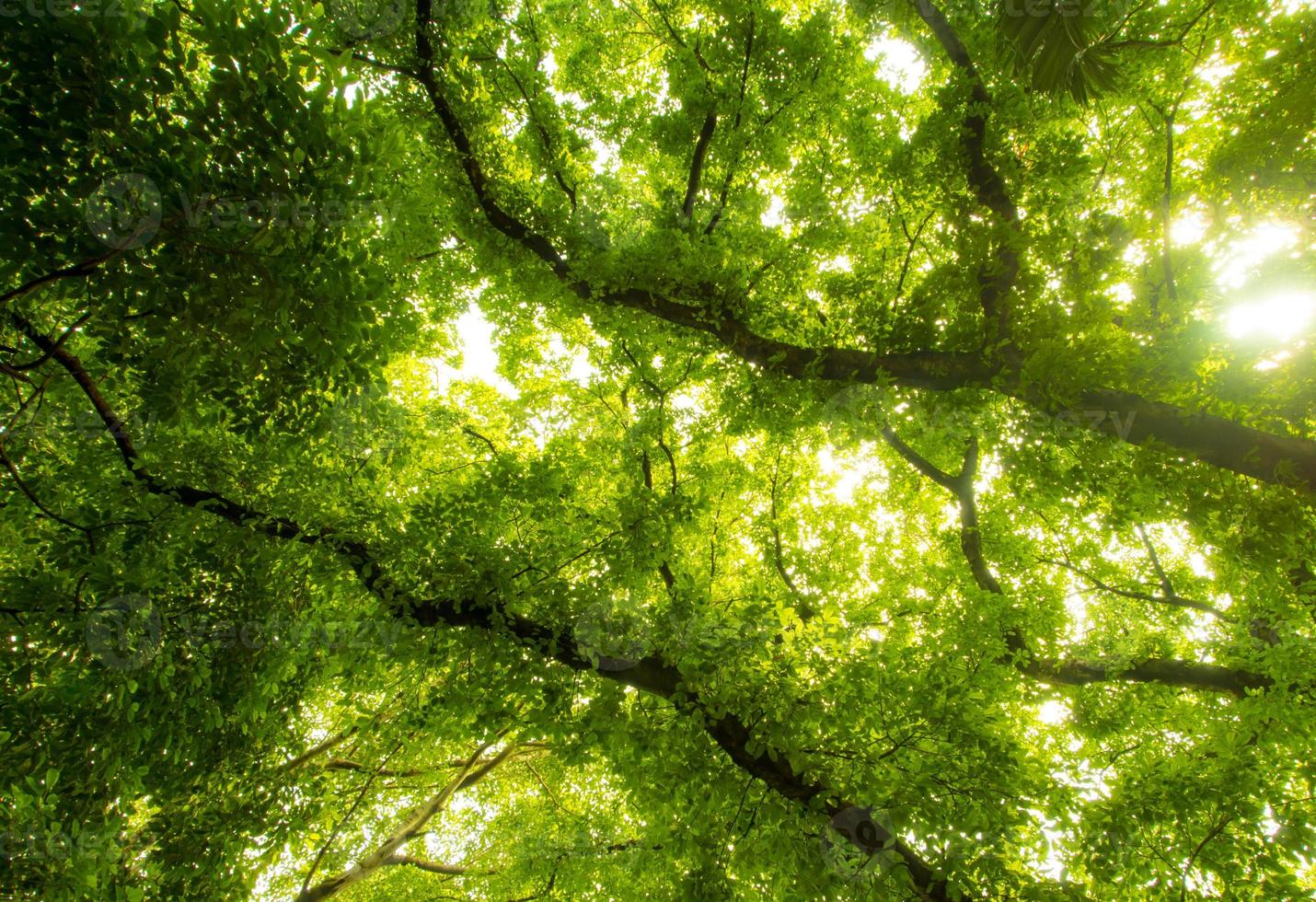 Sunlight sifting through the leaves of Big Banyan trees photo