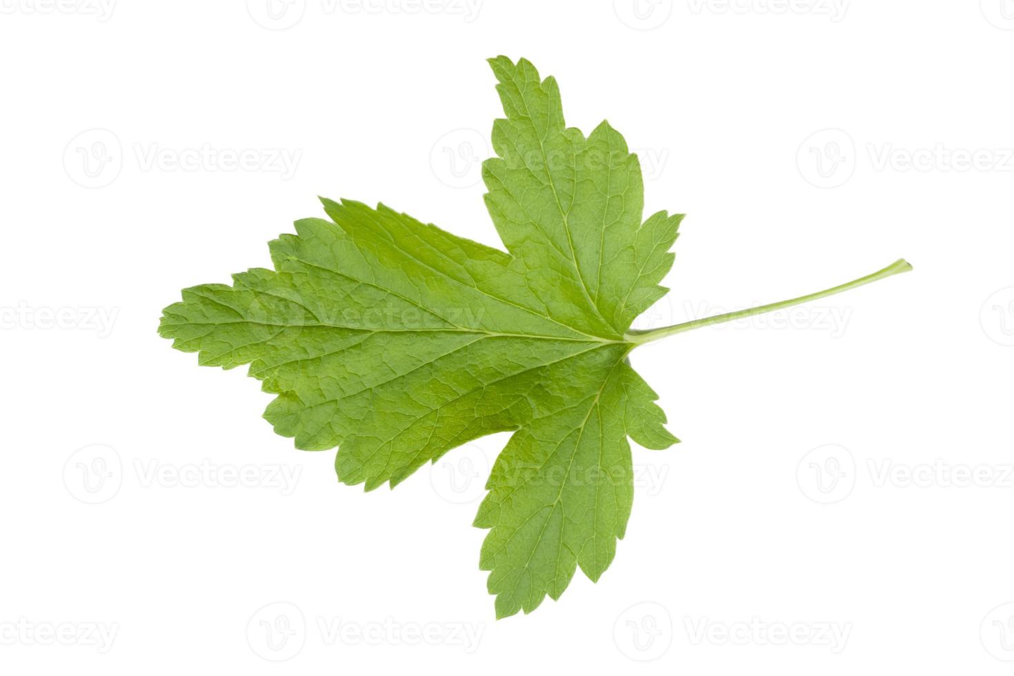 Currant leaf on a white background , isolate photo