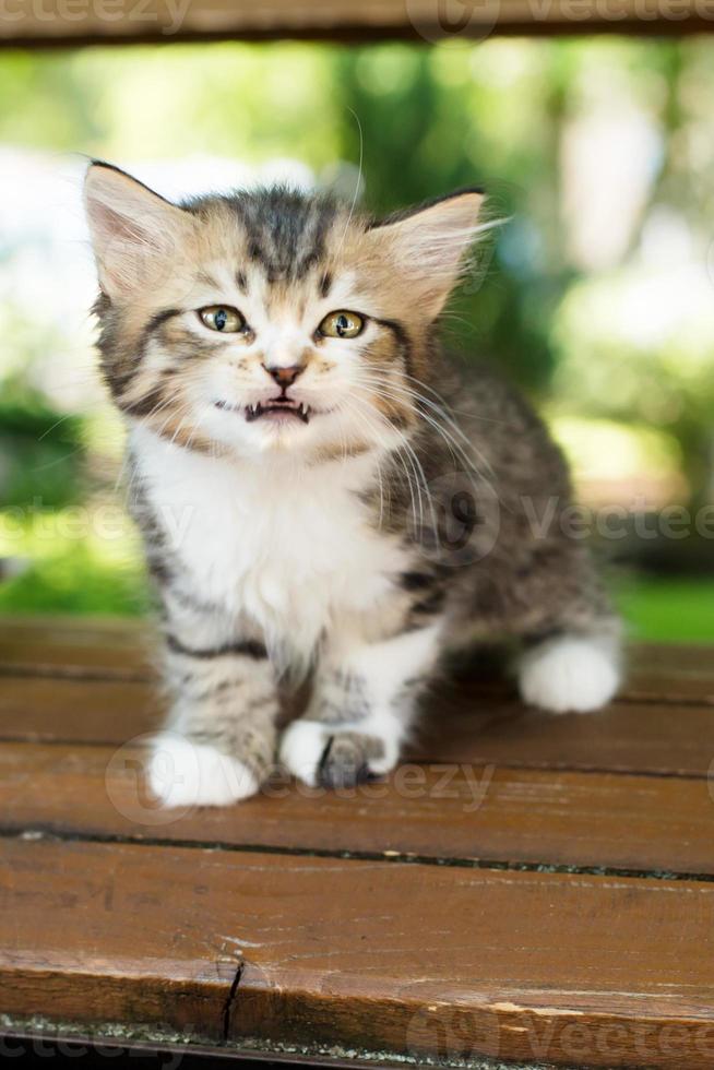 an abandoned kitten is sitting on a bench looking pitifully photo