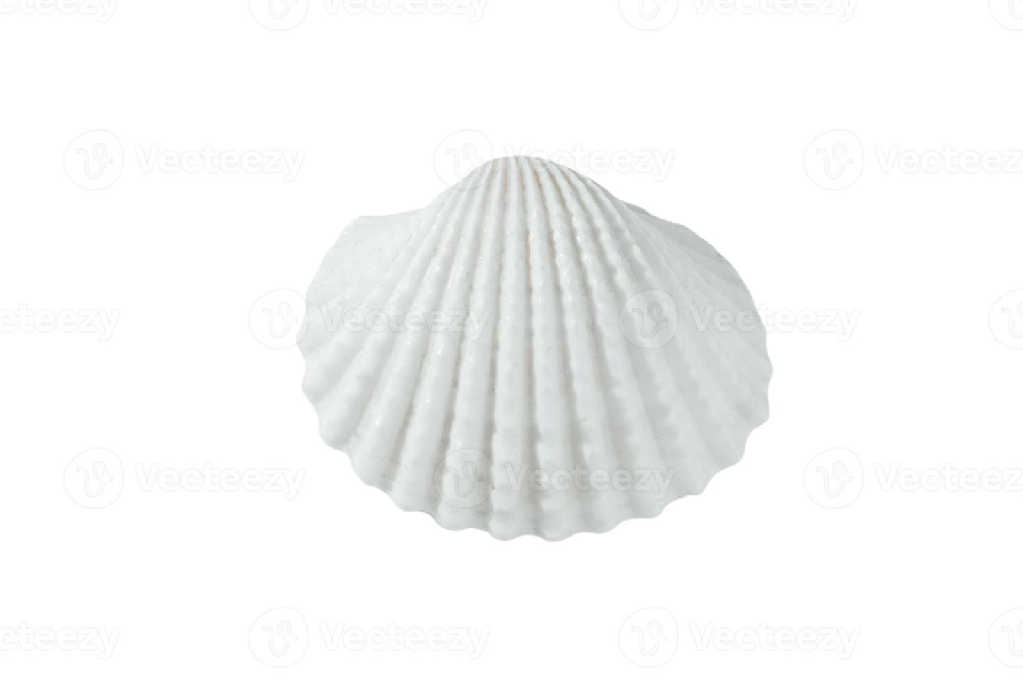 white shell on a white background, isolate photo