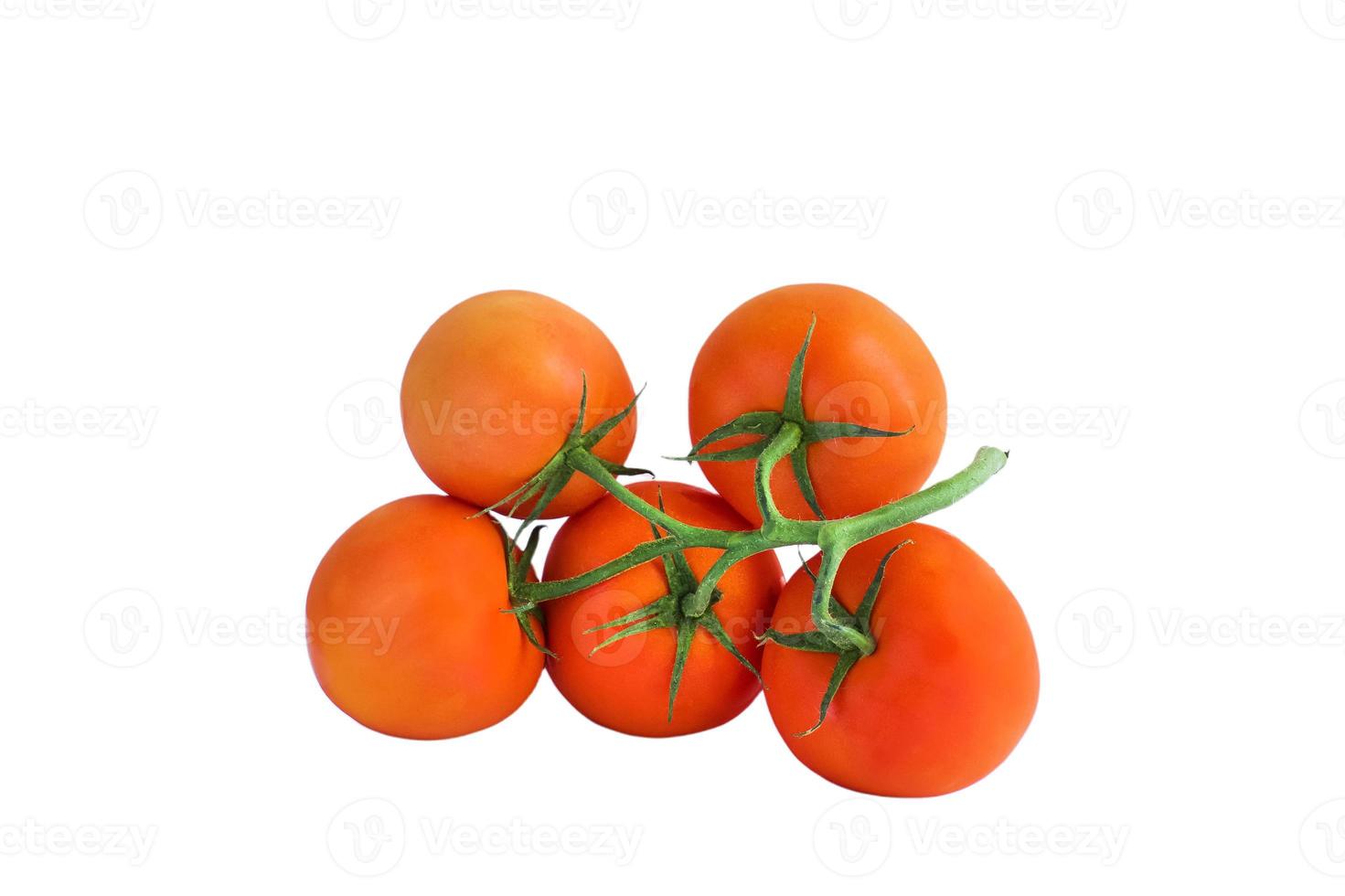 red tomatoes on a sprig of isolate photo