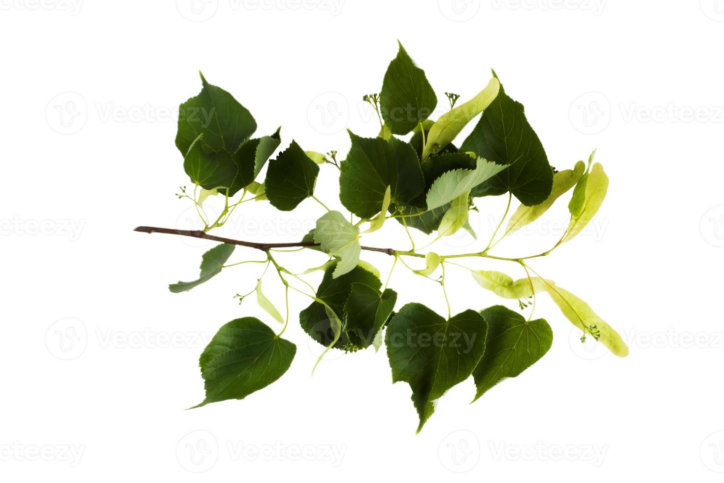 a sprig of lime on a white background, isolate photo