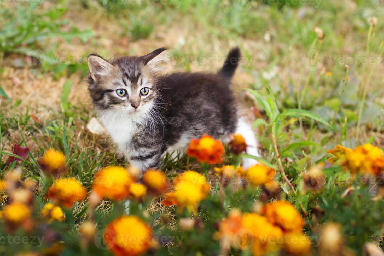 pequeño gatito gris en flores, verano foto