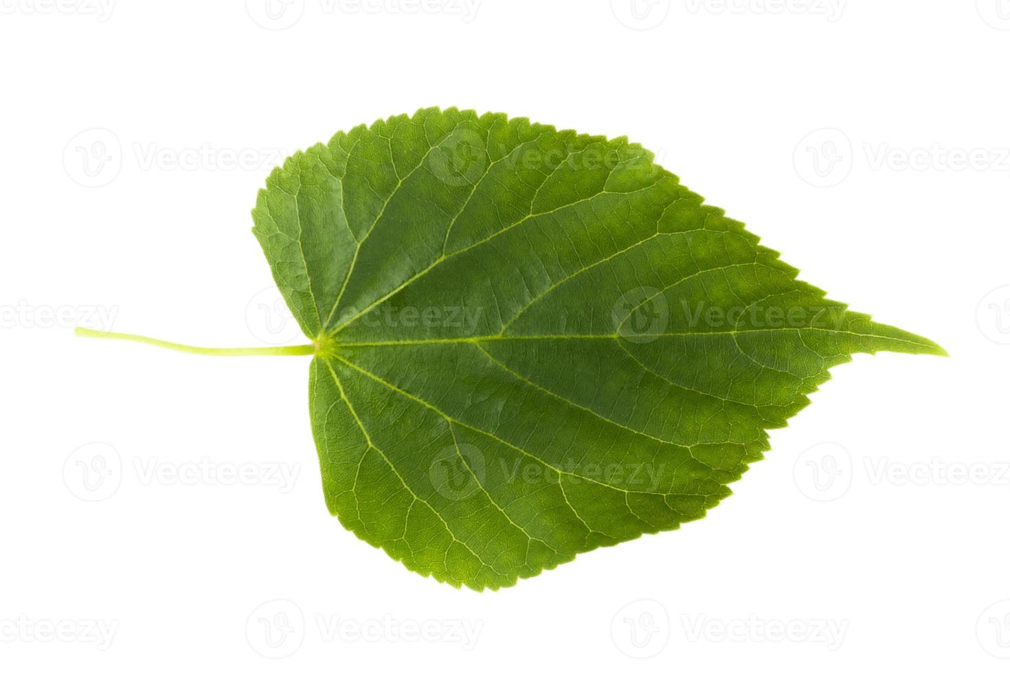 green fresh lime leaf on a white background photo