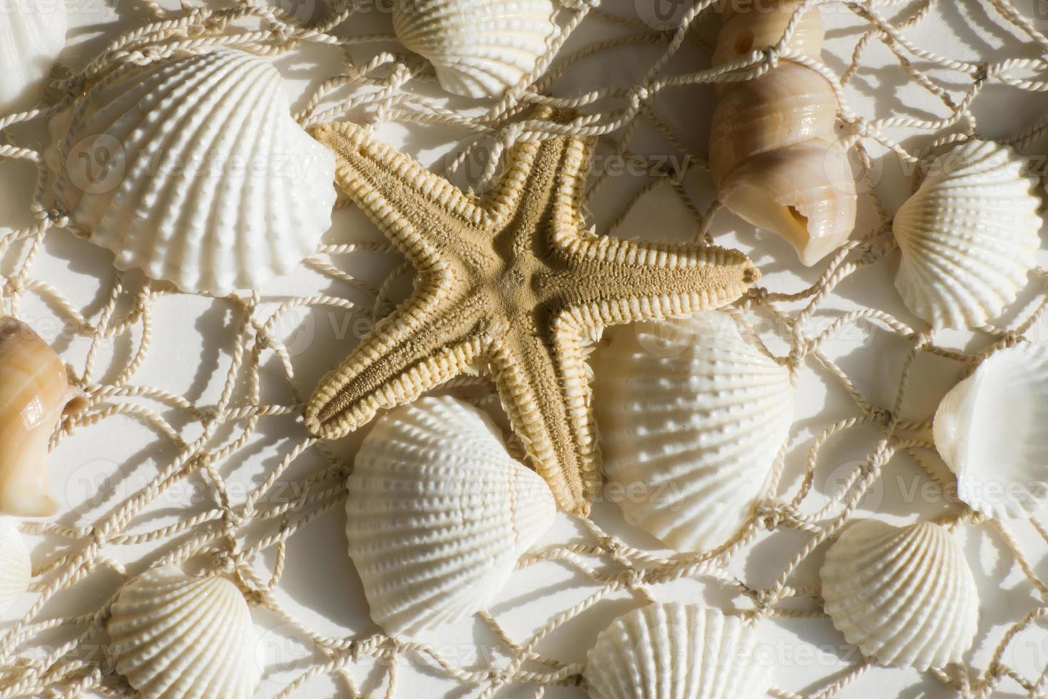beautiful sea background with seashells and nets photo