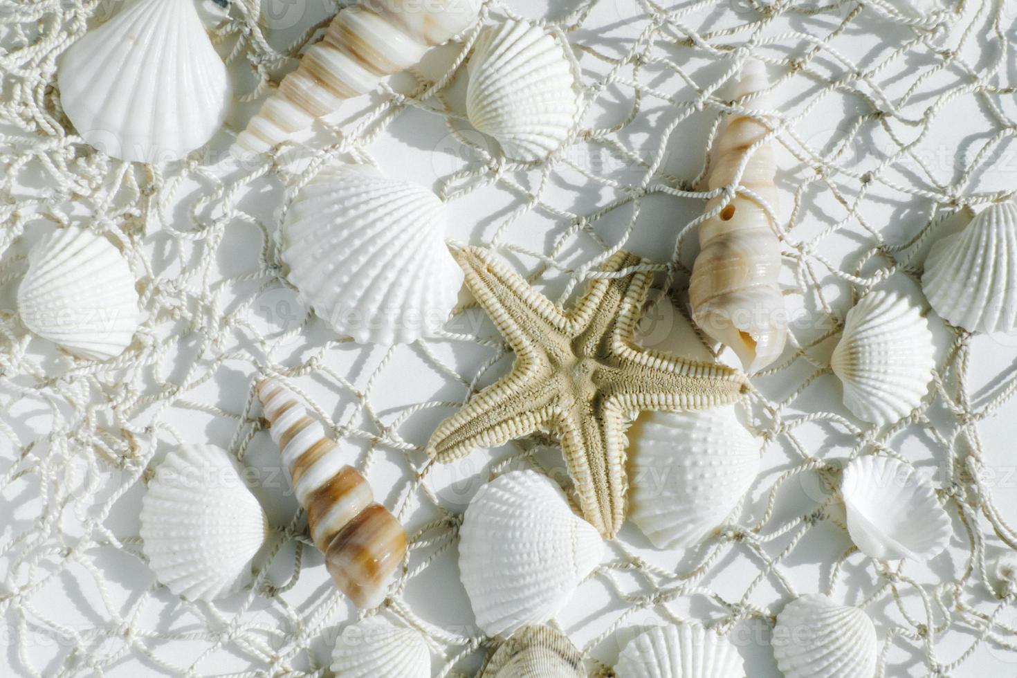 beautiful sea background with seashells and nets photo