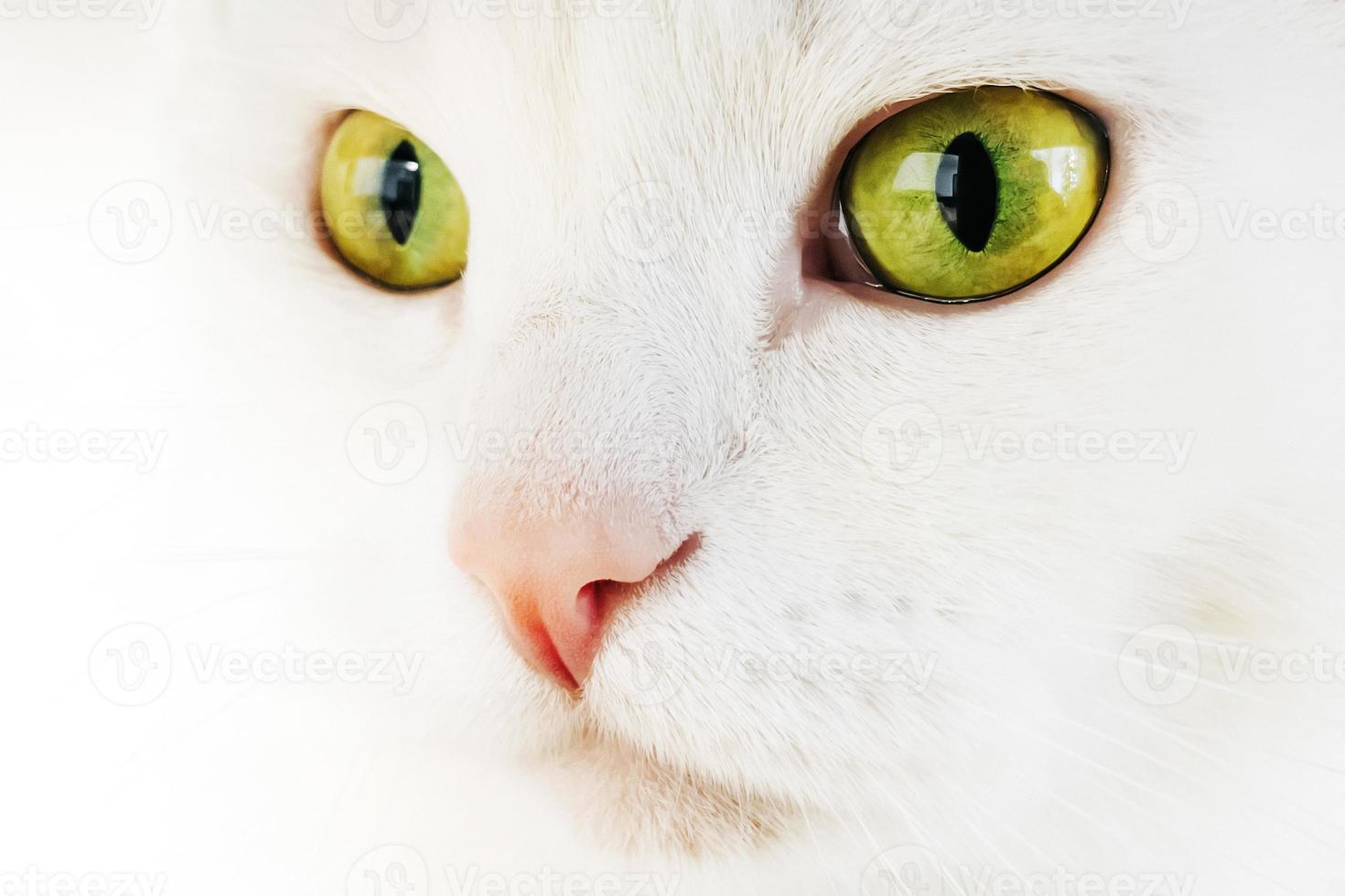 portrait of a white cat with yellow eyes photo