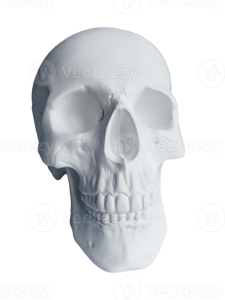 the head of a white plaster skull , isolate photo