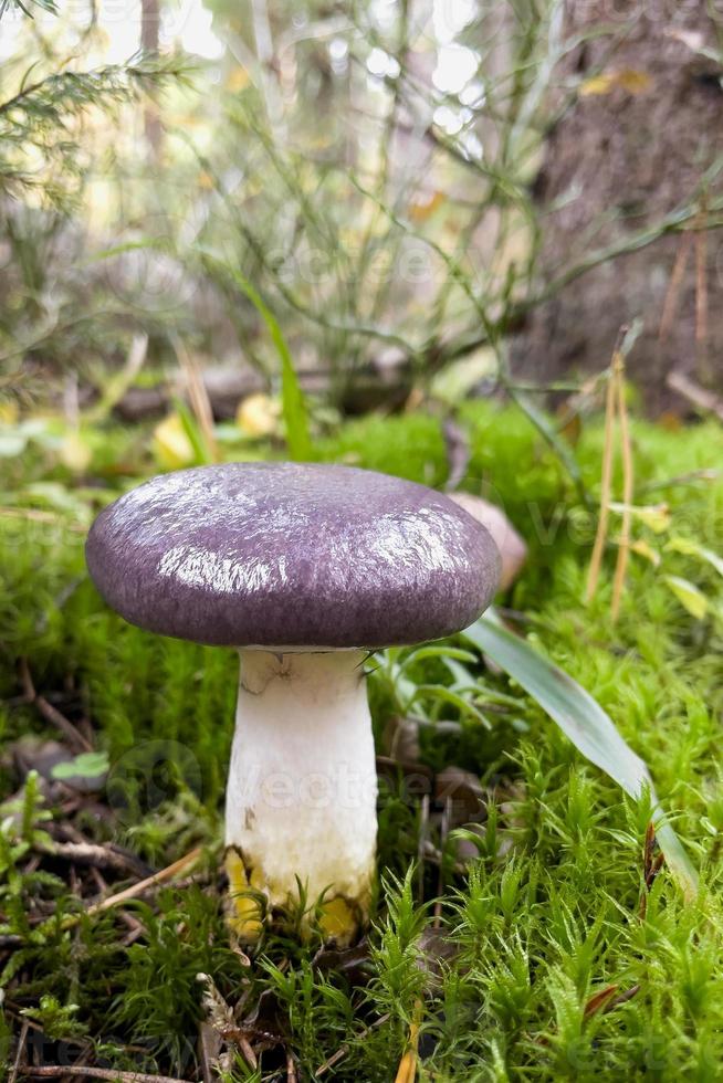 hongo no comestible en el bosque, con un sombrero morado foto