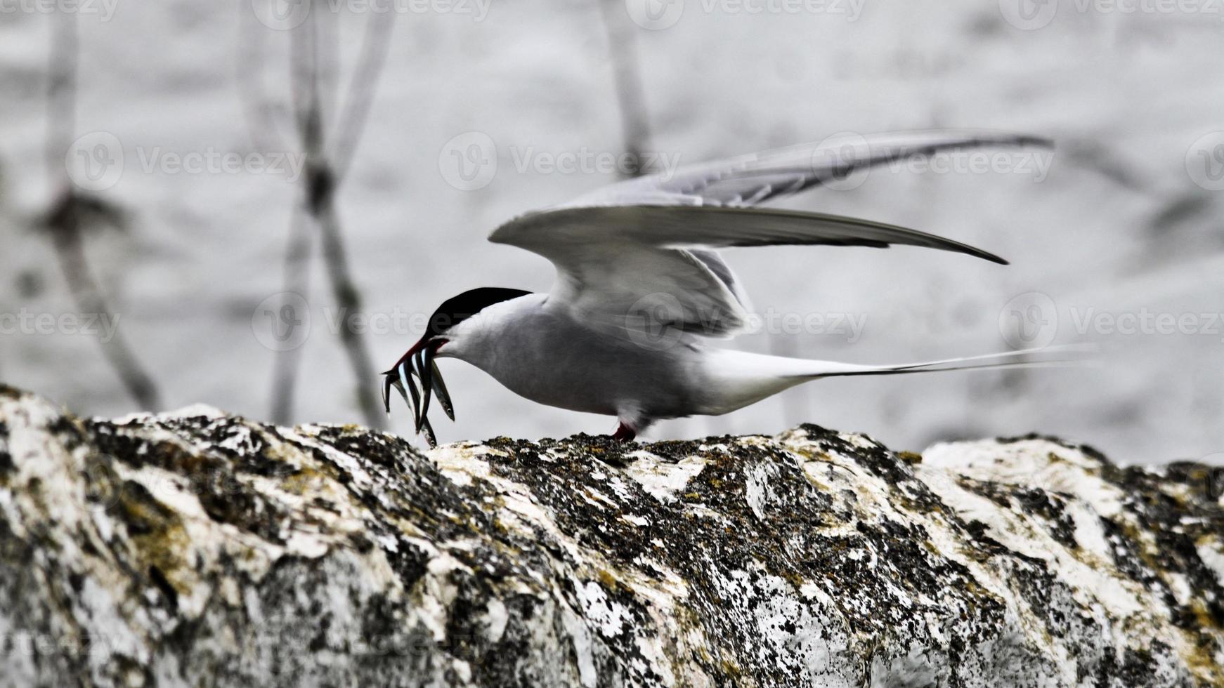 A close up of an Arctic Tern on Farne Islands photo