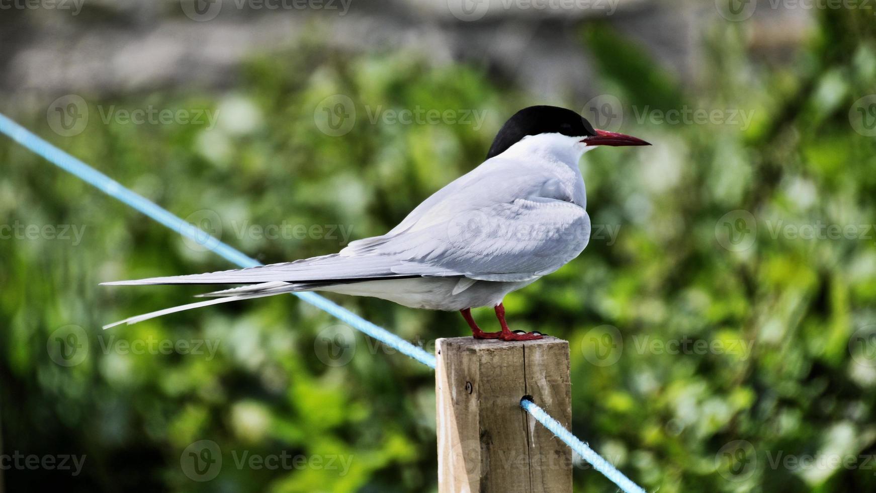 A close up of an Arctic Tern on Farne Islands photo