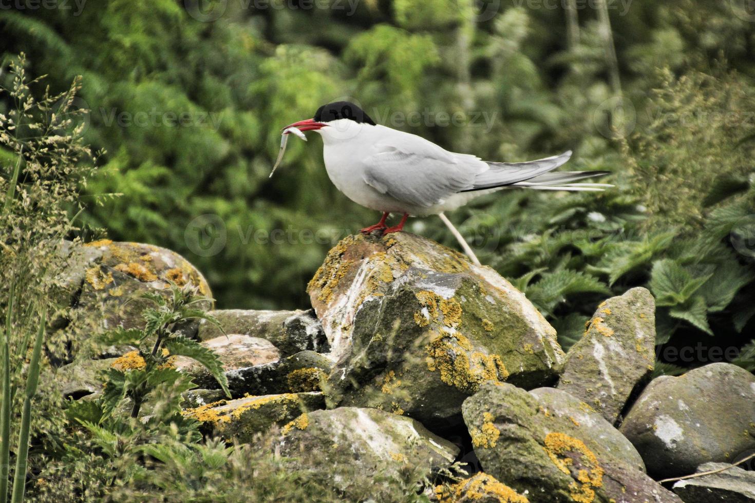 un primer plano de un charrán ártico en las islas Farne foto