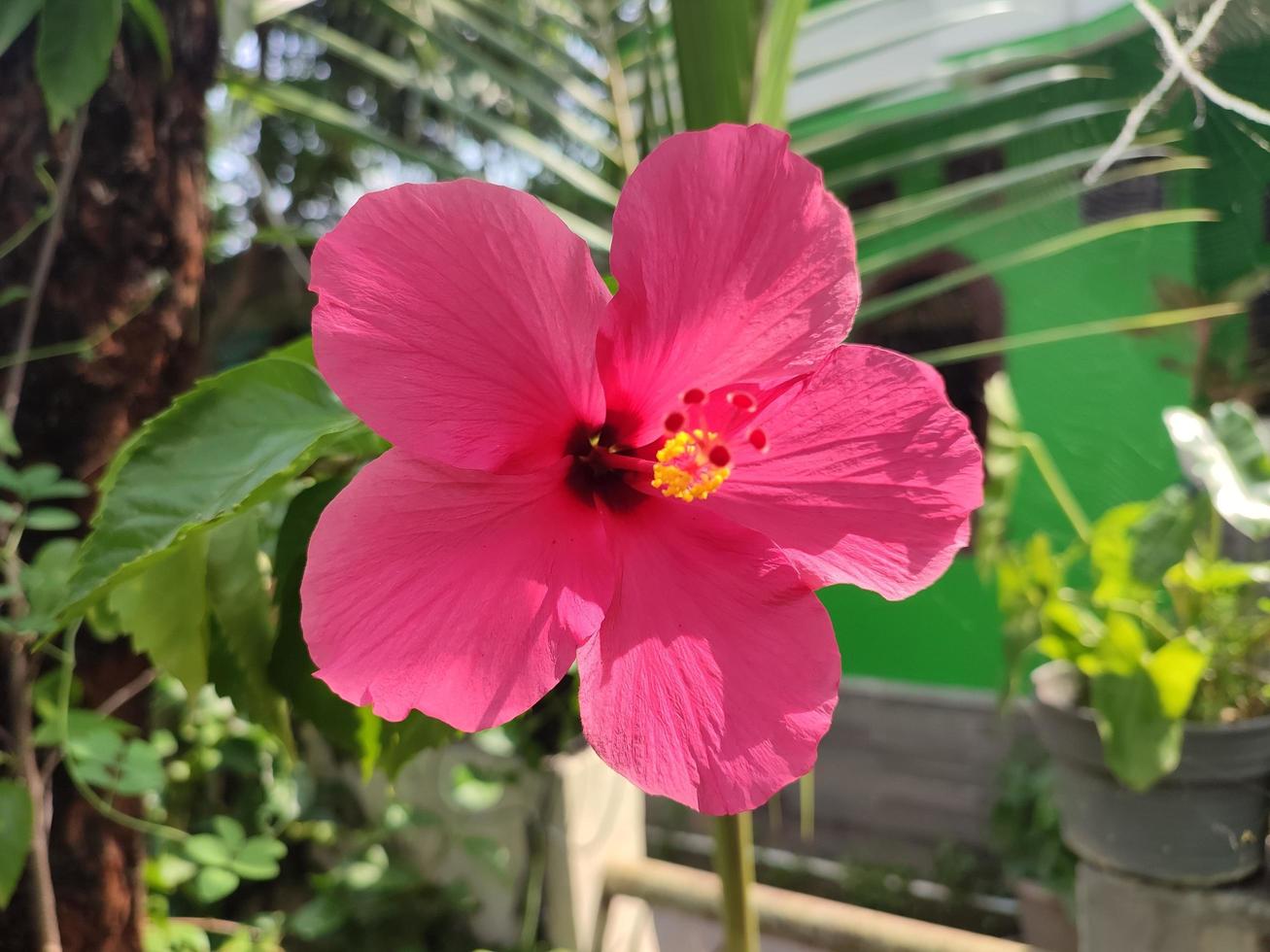 la planta con flores de hibisco con el nombre científico hibiscus rosa-sinensis crece muy bien en el patio foto