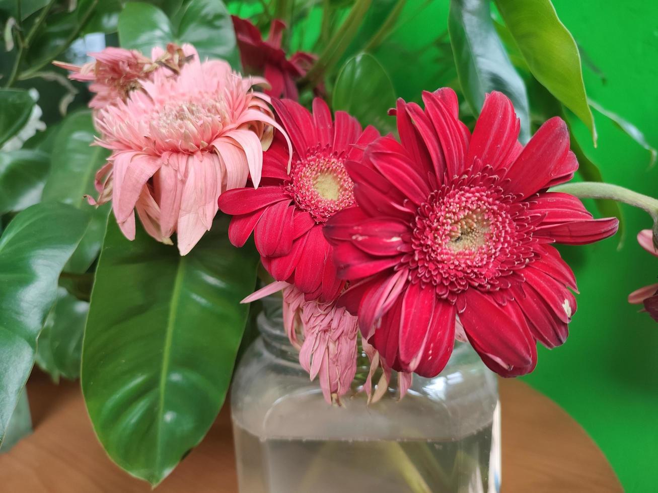 Gerbera jamesonii is a species of flowering plant in the genus Gerbera belonging to the basal Mutisieae tribe in the large family Asteraceae. photo