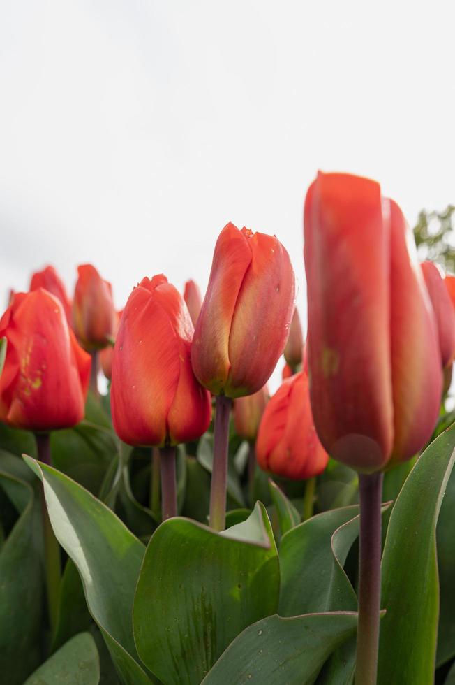 Tulips blooming in a field at the beginning of spring on a cloudy day photo