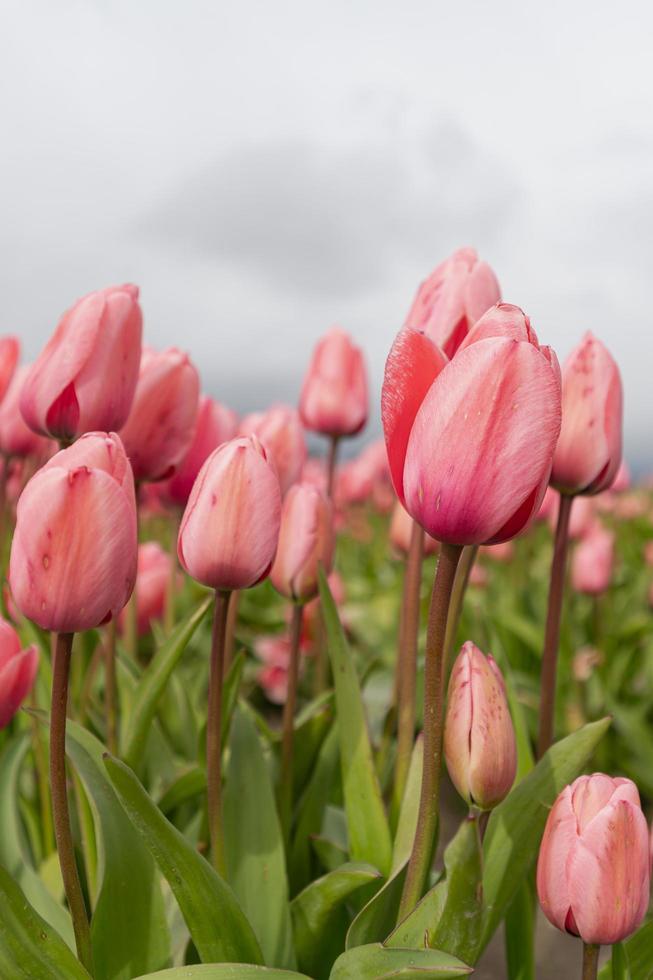 Tulips blooming in a field at the beginning of spring on a cloudy day photo