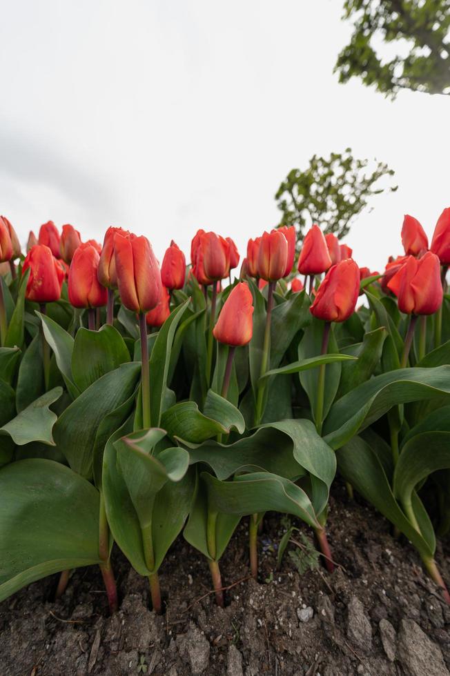 Tulips blooming in a field at the beginning of spring on a cloudy day photo