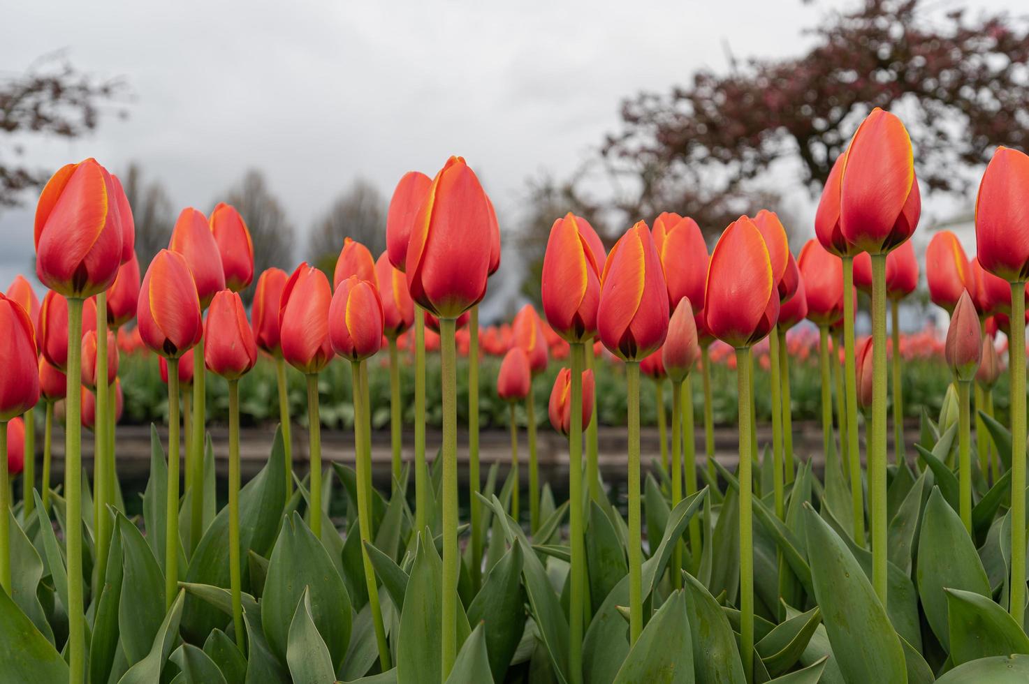 Tulips blooming in a field at the beginning of spring on a cloudy day photo